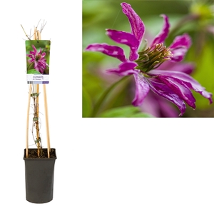 Clematis vit. 'Rosalyn' PBR +light label