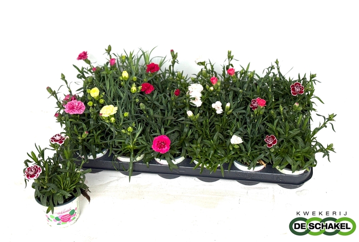 <h4>DIAN GEMENGD</h4>