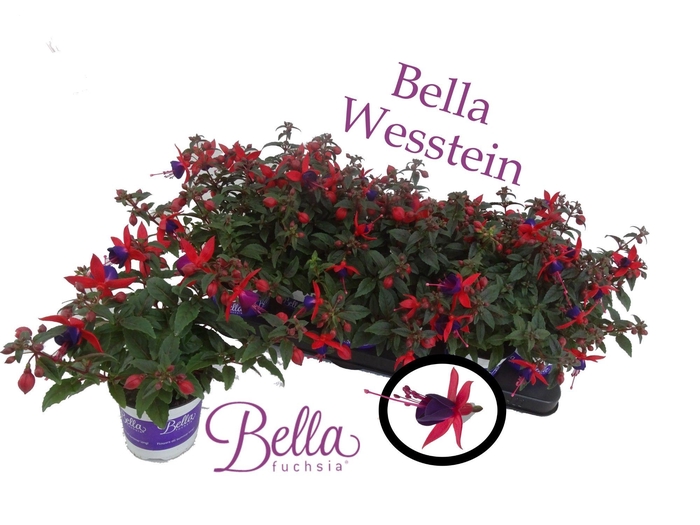 <h4>bella Fuchsia 'Sasha' ( Staand )</h4>