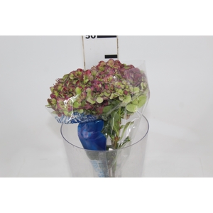 HORTENSIA FORCE CLASSICA 040 CM