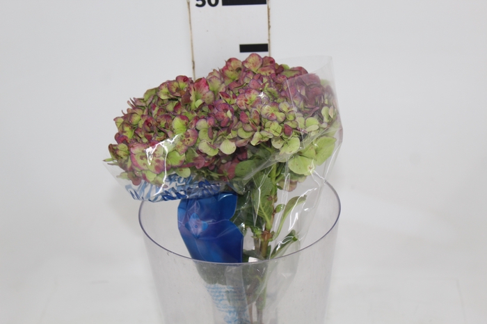 <h4>HORTENSIA FORCE CLASSICA 040 CM</h4>