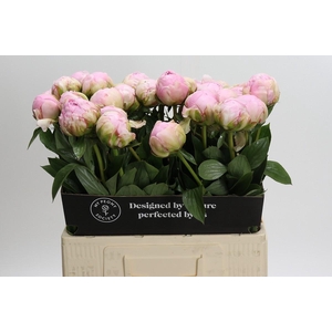 Paeonia Pillow Talk