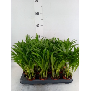 Dypsis lutescens   ...Chrysalidoca