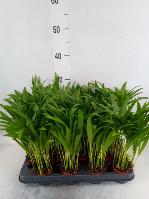 <h4>Dypsis lutescens ...Chrysalidoca</h4>