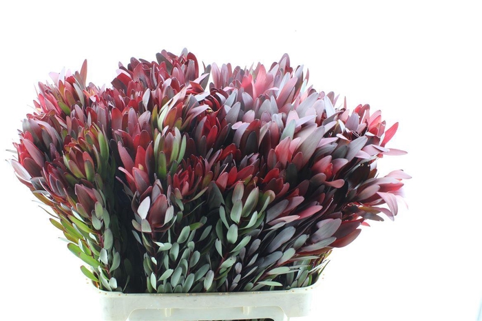 <h4>Leucad Saf Sunset</h4>