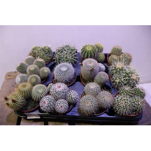 arr8 Cactus Gem