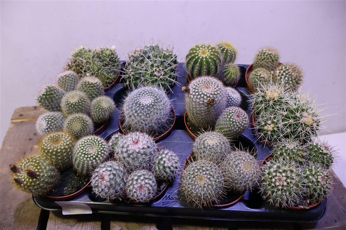 <h4>arr8 Cactus Gem</h4>