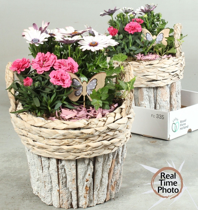 <h4>ARR TUINPLANTEN</h4>