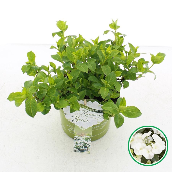 <h4>Hydrangea hybr. 'Runaway Bride'® C2 (17cm.)</h4>