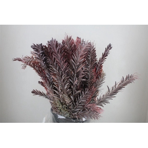 Mimosa Luna D'argento Red Abs P Bunch