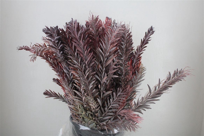 <h4>Mimosa Luna D'argento Red Abs P Bunch</h4>