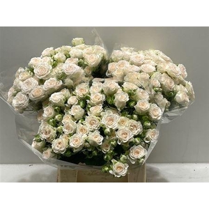 R Tr Sweet Sofie