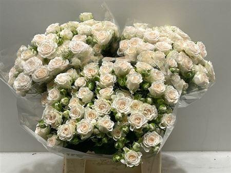 <h4>R Tr Sweet Sofie</h4>