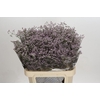 Limonium Safora Oshi Pink