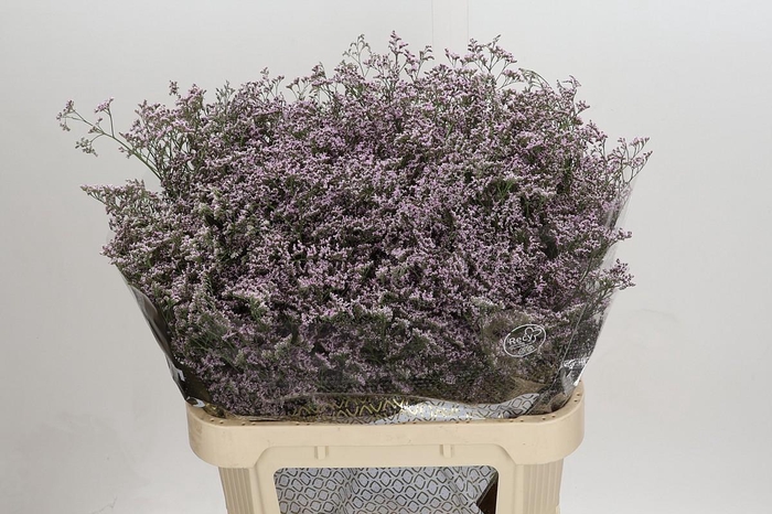 <h4>Limonium ov Safora Oshi Pink</h4>