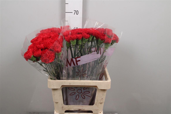 <h4>Di St Sparta+</h4>