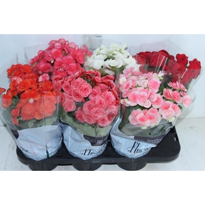 BEGONIA P15