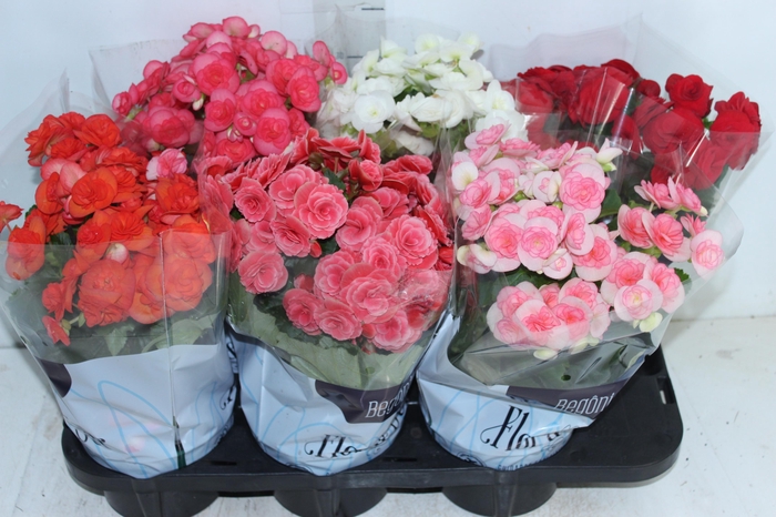 <h4>BEGONIA P15</h4>