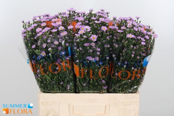 <h4>AST PAINTED LADY</h4>