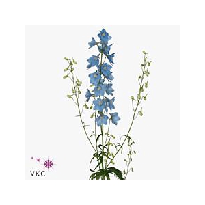 Delphinium en sky waltz
