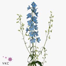 <h4>Delphinium en sky waltz</h4>
