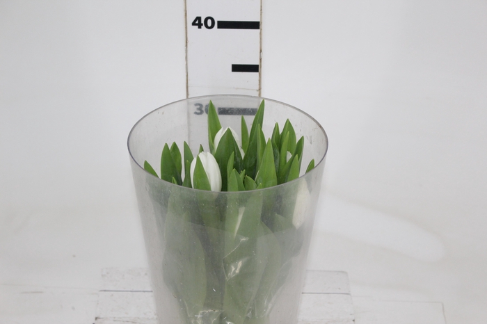 <h4>TULIPA BRANCO</h4>