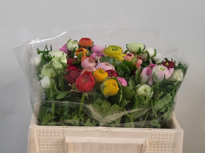 <h4>RAN GEM IN BOS</h4>