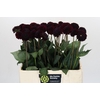 Dahlia Black Lars