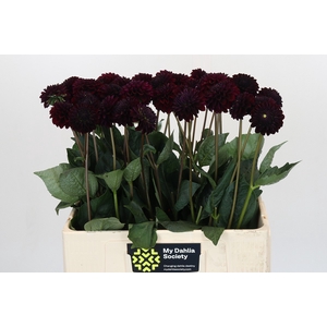 Dahlia Black Lars