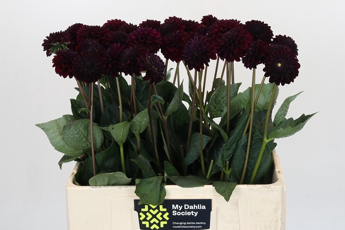 Dahlia Black Lars