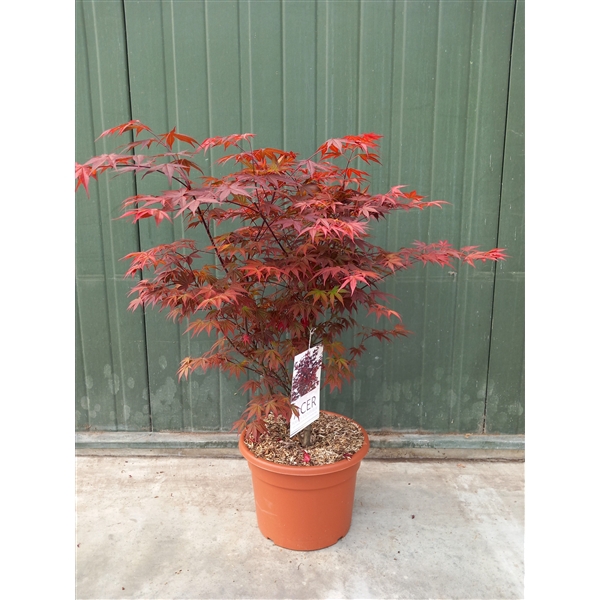 <h4>Acer palmatum Atropurpureum</h4>