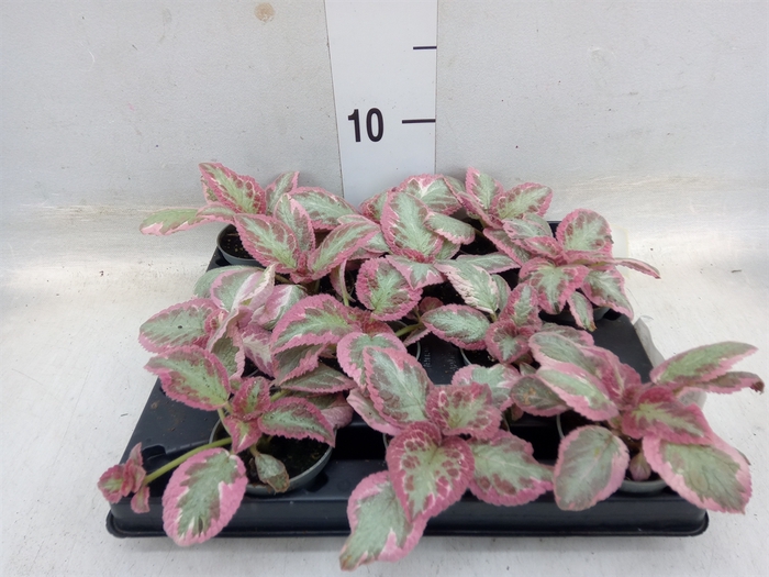 <h4>Episcia   ...</h4>