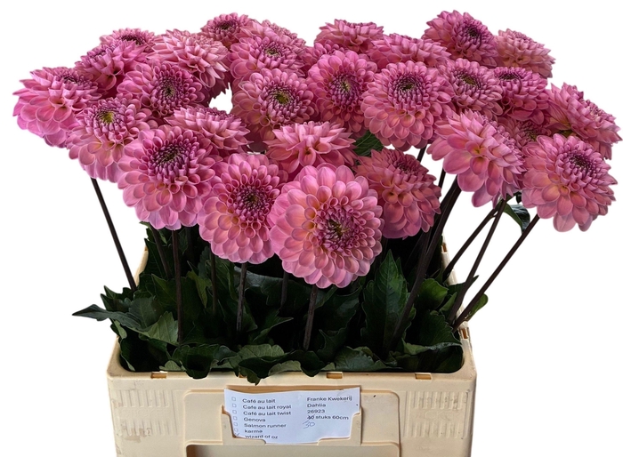 <h4>Dahlia Wizzard Of Oz Franken</h4>