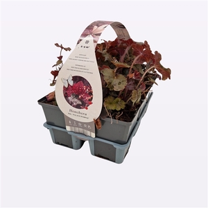 Heuchera micrantha 'Palace Purple'