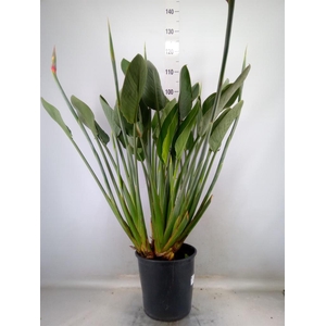 Strelitzia reg.
