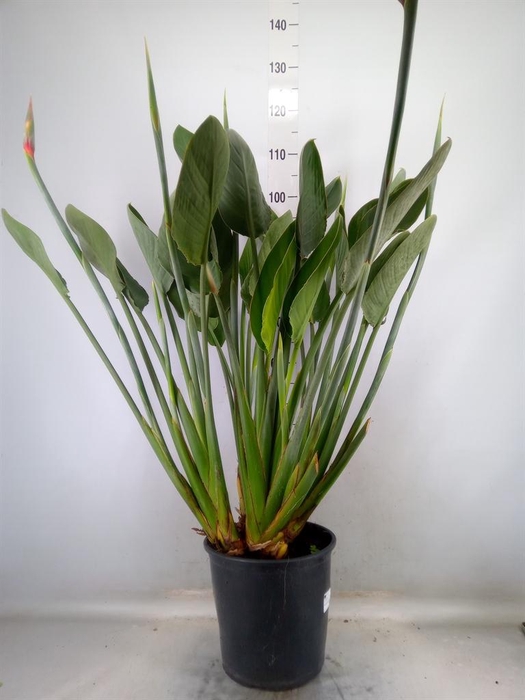 <h4>Strelitzia reg.</h4>
