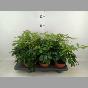 Schefflera arbor. 'Nora'