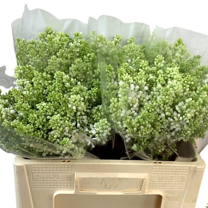 <h4>SYR V MME FL STEPMAN</h4>