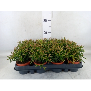 Rhipsalis burchellii