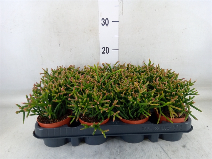 <h4>Rhipsalis burchellii</h4>