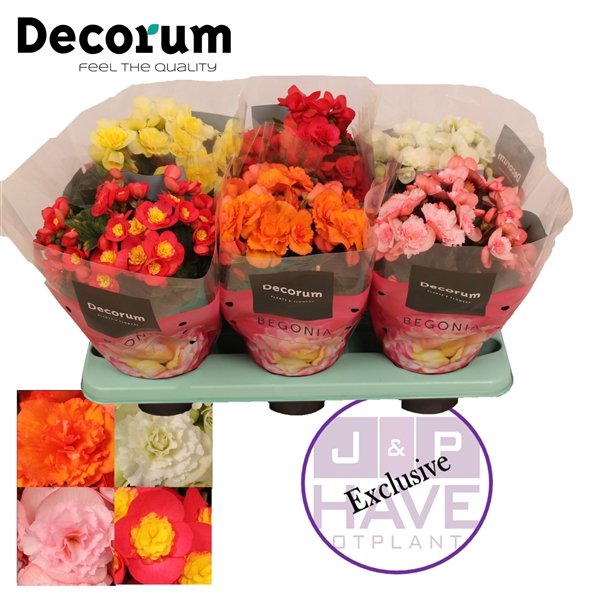 <h4>Begonia Gemengd ''Exclusive Mix''</h4>