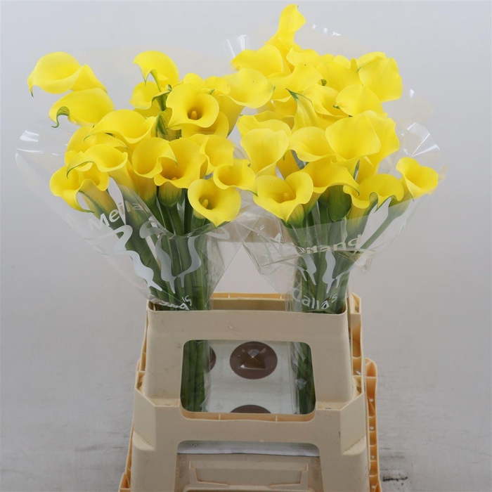 <h4>Calla Sunny Art</h4>
