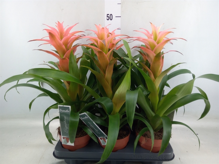 <h4>Guzmania  'Melissa'</h4>