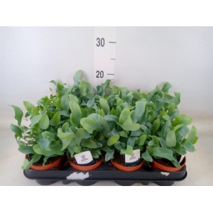 Phlebodium aureum 'Blue Star'