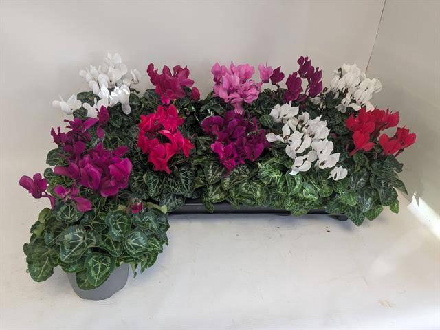 <h4>CYCL KL MACARON</h4>