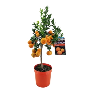 Citrus chinotto