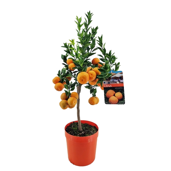 <h4>Citrus chinotto</h4>