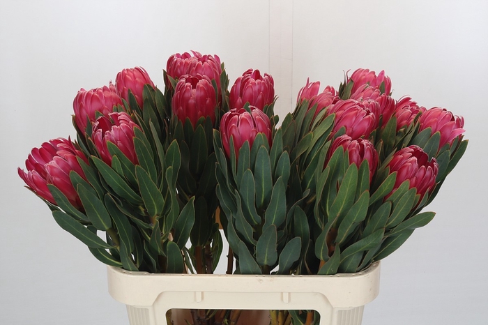 <h4>Protea Brenda</h4>