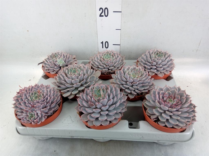 <h4>Echeveria cuspidata</h4>
