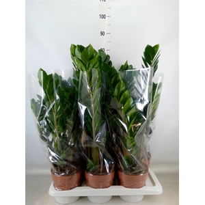 Zamioculcas zamiifolia
